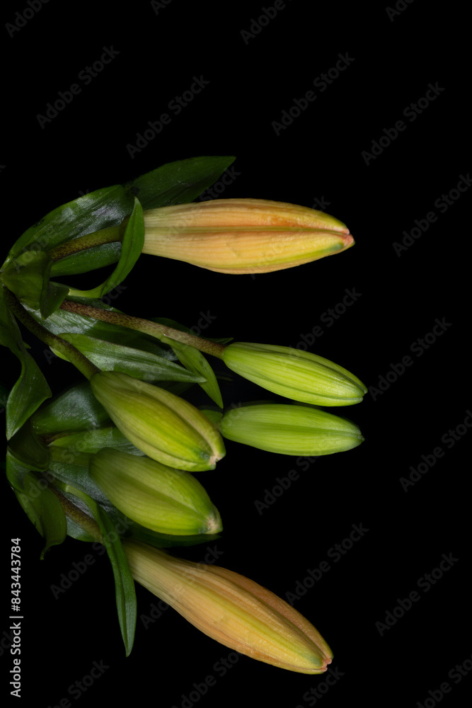 Fototapeta premium Unopened flower blooms with reflection