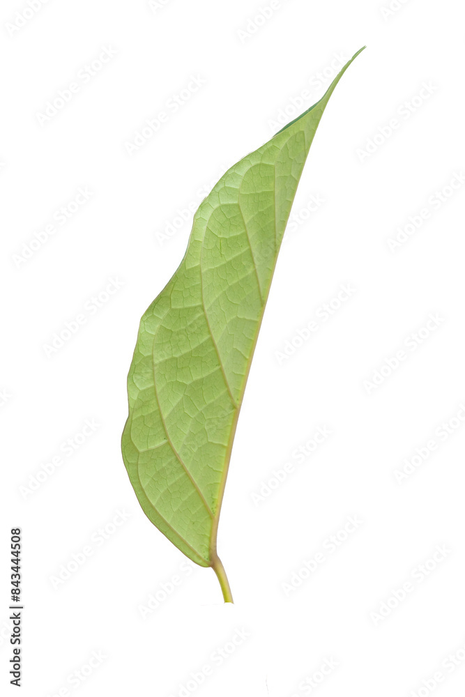 Obraz premium single green leaf picture Isolated on white background with copy space