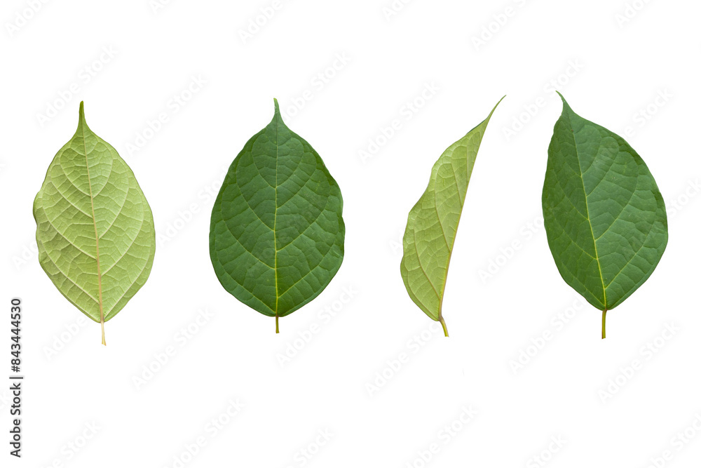 Green leaves front, back, sides, isolated on white background with copy space. Green leaves front, back, sides, isolated on white background with copy space.