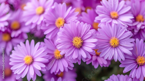 A cluster of purple colors with yellow centers