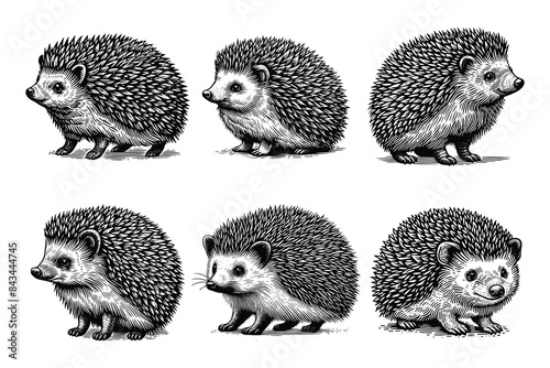 set of hedgehog illustration. hand drawn black and white hedgehog line art illustration, isolated white background