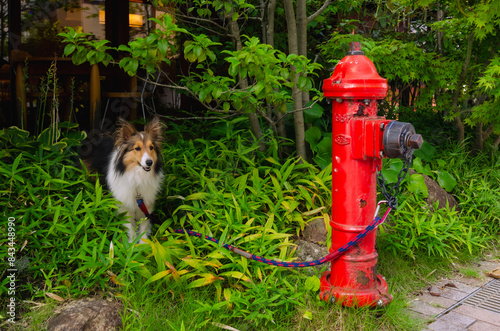 Hidden dog tied to fire hydrant 