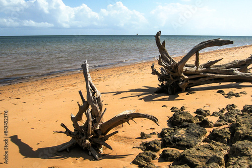 Large tree trunks which have washed up onto a sandy beach on the Inhaca Barrier Island system next to Maputo Bay, Mozambique