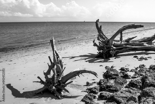 Black and white beach with large tree trunks which have washed up after a storm on the Inhaca Barrier Island system next to Maputo Bay, Mozambique photo