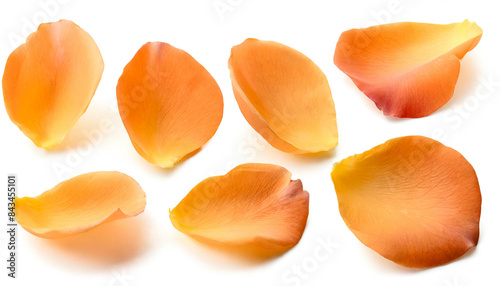 orange Rosenblütenblätter set isoliert auf weißen Hintergrund, Freisteller  © oxie99