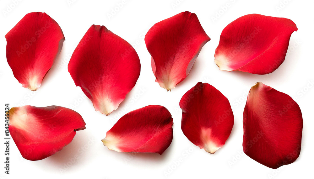 rote Rosenblütenblätter set isoliert auf weißen Hintergrund, Freisteller rote Rosenblütenblätter set isoliert auf weißen Hintergrund, Freisteller