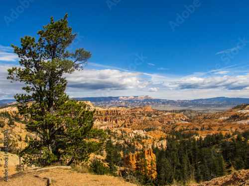фотографія Large limber pine growing on the edge of Bryce Canyon with the dramatic hoodoo f