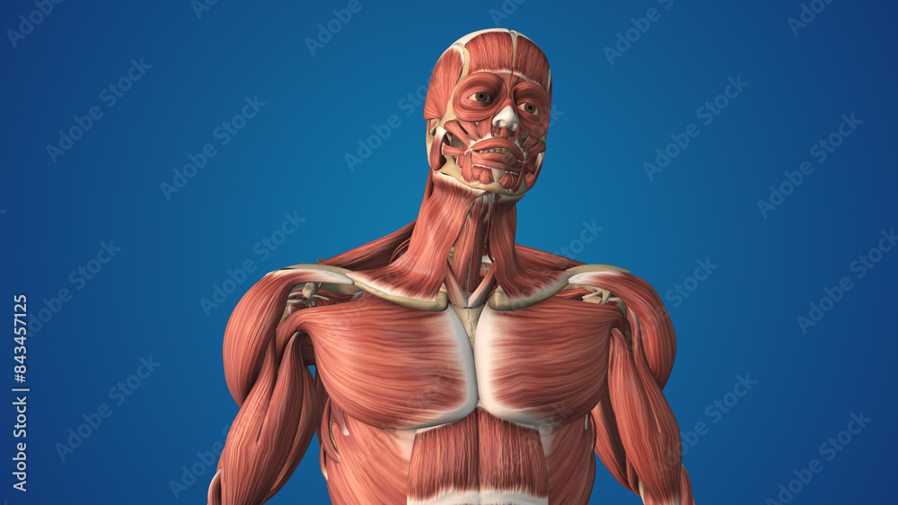 Human Body with right side Platysma Muscle pain Human Body with right side Platysma Muscle pain