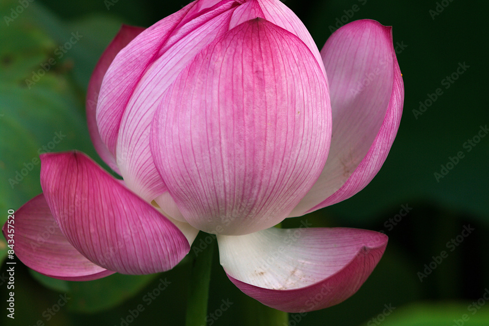 pink lotus flower pink lotus flower
