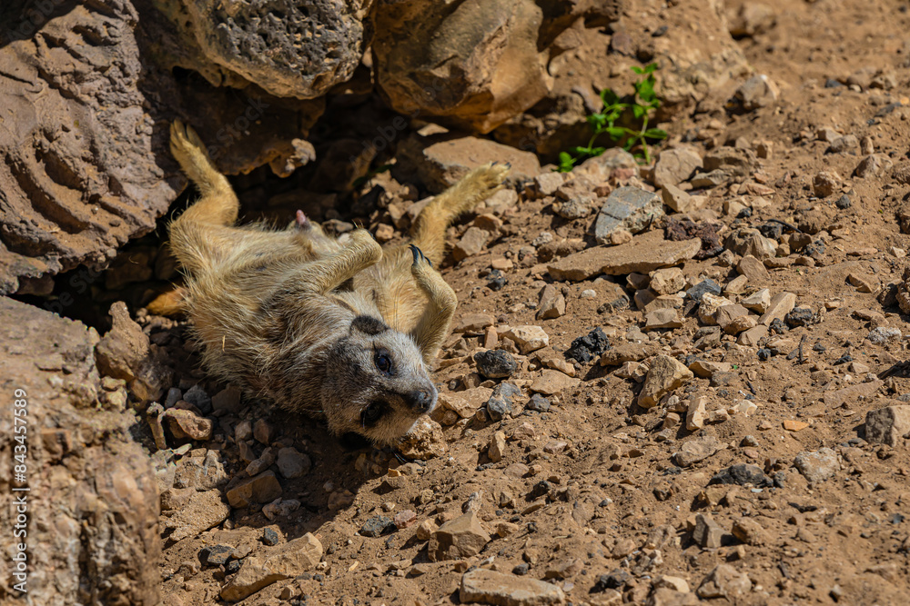 Obraz premium meerkat lies on the ground 