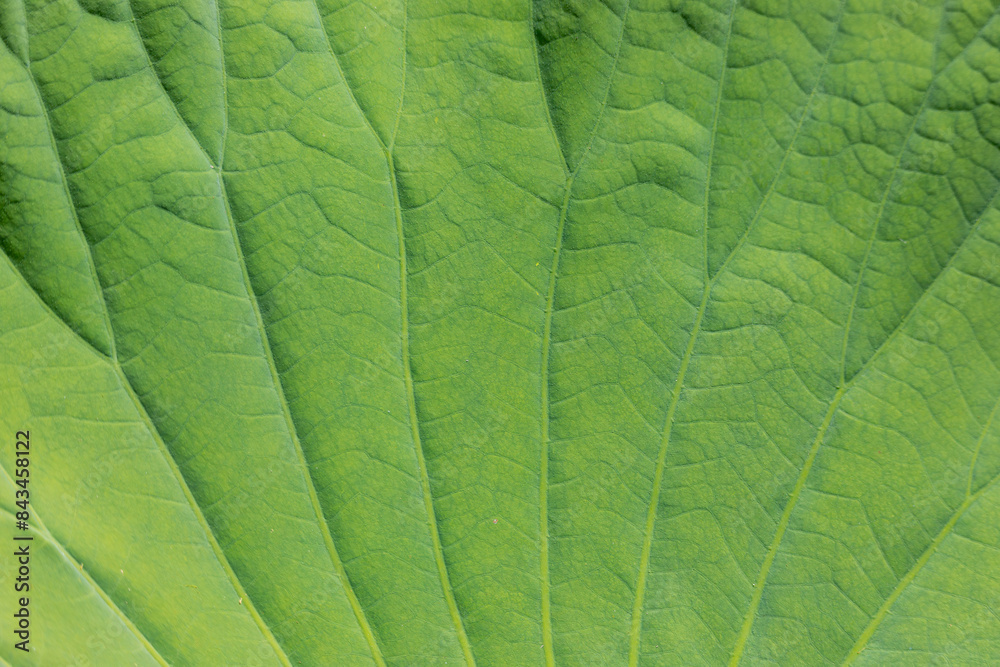 green leaf background close up green leaf background close up