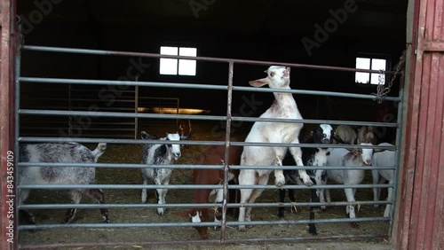 Goats at a farm gate