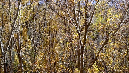 autumn leaves on the tree, wind breeze