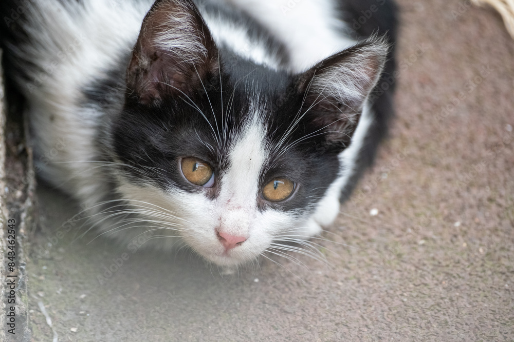 black and white baby cat