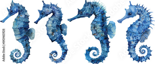 seahorse watercolor clipart
