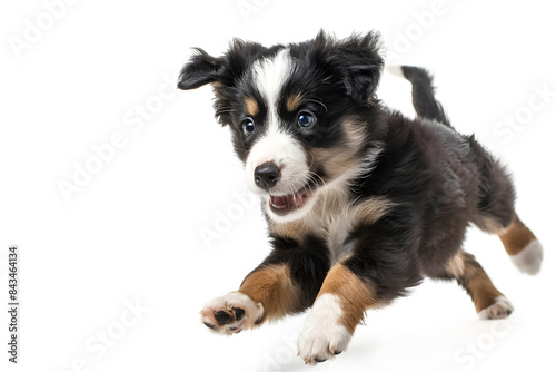 Playful puppy dog running, playing isolated on white background