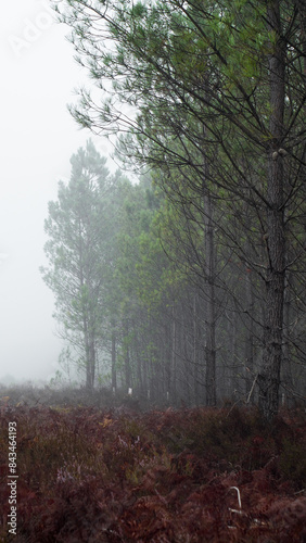 Forêt des Landes de Gascogne, sous un épais brouillard matinal