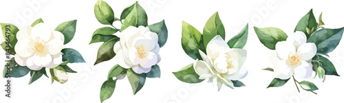  white camellia watercolor clipart
