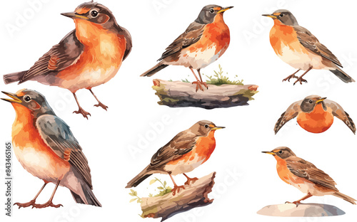 american robin bird watercolor clipart
