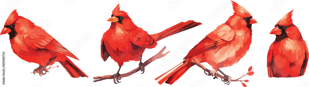 Fototapeta red cardinal bird watercolor clipart
