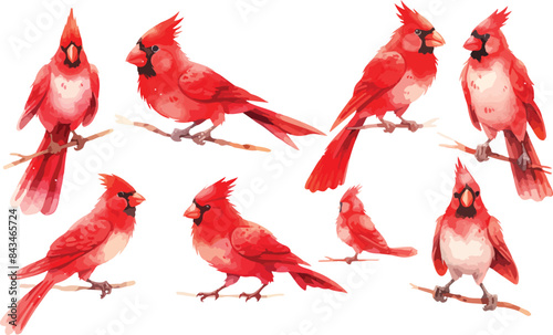 red cardinal bird watercolor clipart
