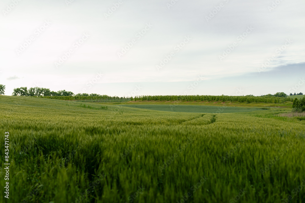 Fototapeta premium Summer landscape with a field of green wheat.