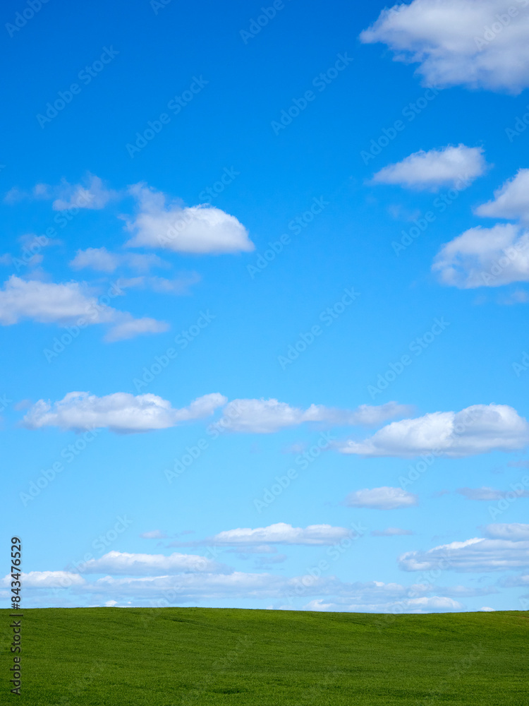 Horizon. Green field, blue sky and white clouds. Horizon. Green field, blue sky and white clouds.