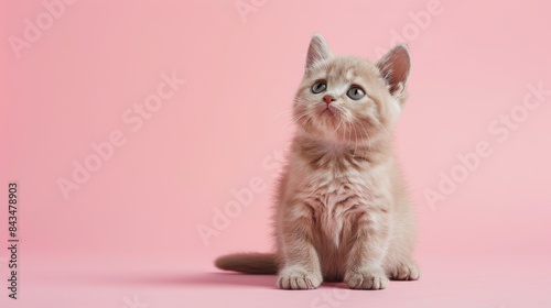 A cute British Shorthair kitten on a solid light pink background with space above for text