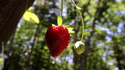 Ripe Strawberry Dangles in Sunlight. A single, ripe strawberry hangs from a vine, bathed in warm sunlight, with a blurred green background.