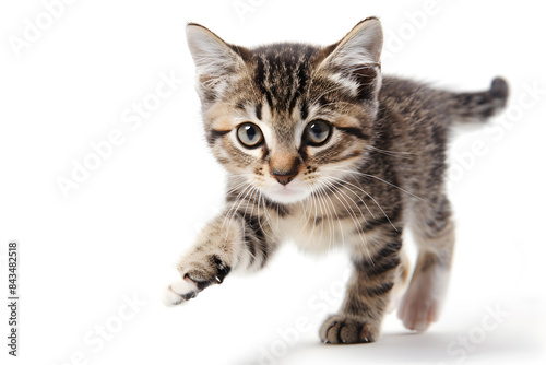 Playful kitten, running, playing isolated over white background