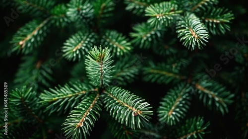 Close-up view of lush green fir tree branches, symbolizing the festive spirit of Christmas. © Sergey