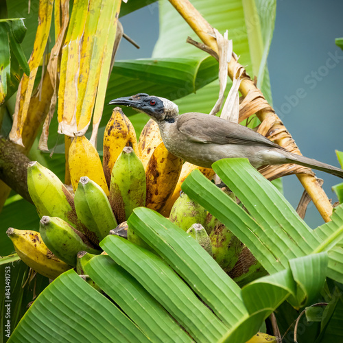 A little friarbird, in the honeyeater family, sits among the leaves of a banana plant as it has a taste of some bananas that have become overripe in Cairns in tropical Queensland, Australia. photo