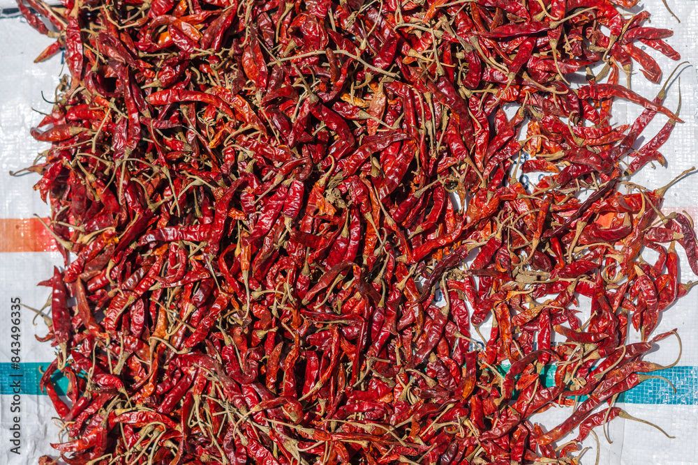 Naklejka premium Red chili pepper eating vegetable kept in the sunlight for drying. Raw chilli pepper spice cooking ingredient kept for food preparation