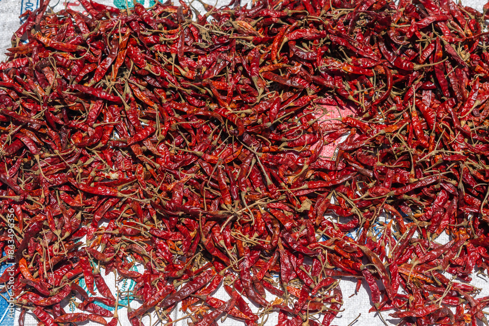 Fototapeta premium Red chili pepper eating vegetable kept in the sunlight for drying. Raw chilli pepper spice cooking ingredient kept for food preparation