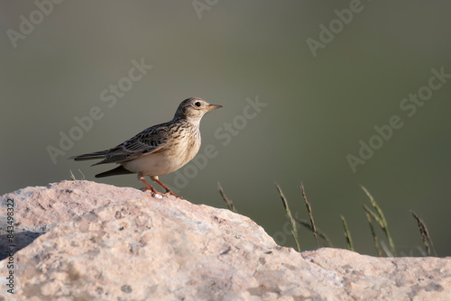 Eurasian Skylark (Alauda arvensis), mountain breeding bird, Abruzzo, italy.