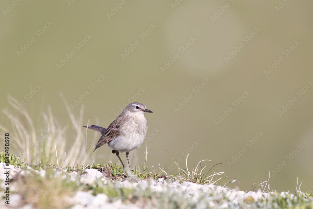 Fototapeta premium Flora and fauna of high altitude, the water pipit (Anthus spinoletta) passerine bird which breeds in the mountains of Southern Europe.