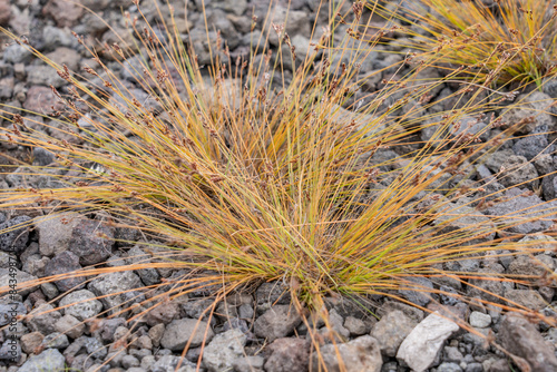Bulbostylis capillaris is a species of sedge known by the common names densetuft hairsedge and threadleaf beakseed.  Hawaii Volcanoes National Park, Kilauea Overlook photo