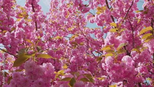 Pink flowers on the tree of flowering Sakura. Cherry blossom in spring.