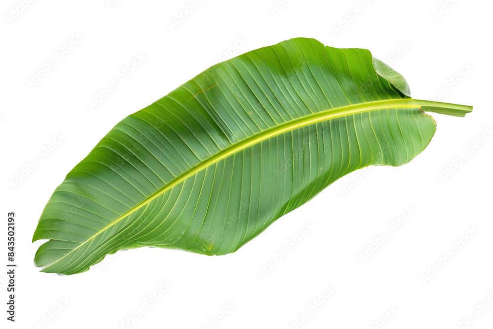 Fototapeta premium Fresh green banana leaves on white background.