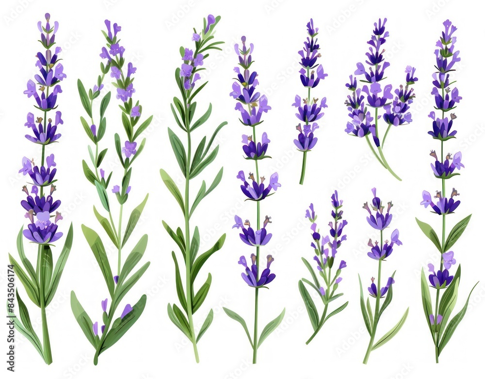 Fototapeta premium illustration of lavender flowers set on white background, elegant and soothing botanical design Generative ai
