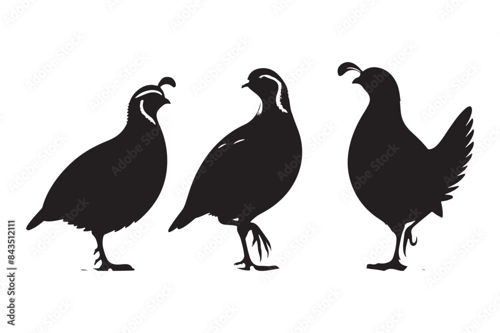 Quail vector silhouette illustration Quail vector silhouette illustration
