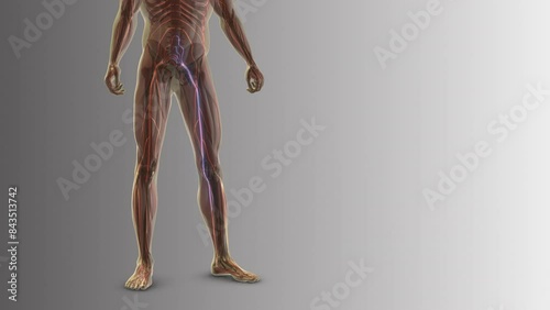 Sciatica pain from the waist down to the legs