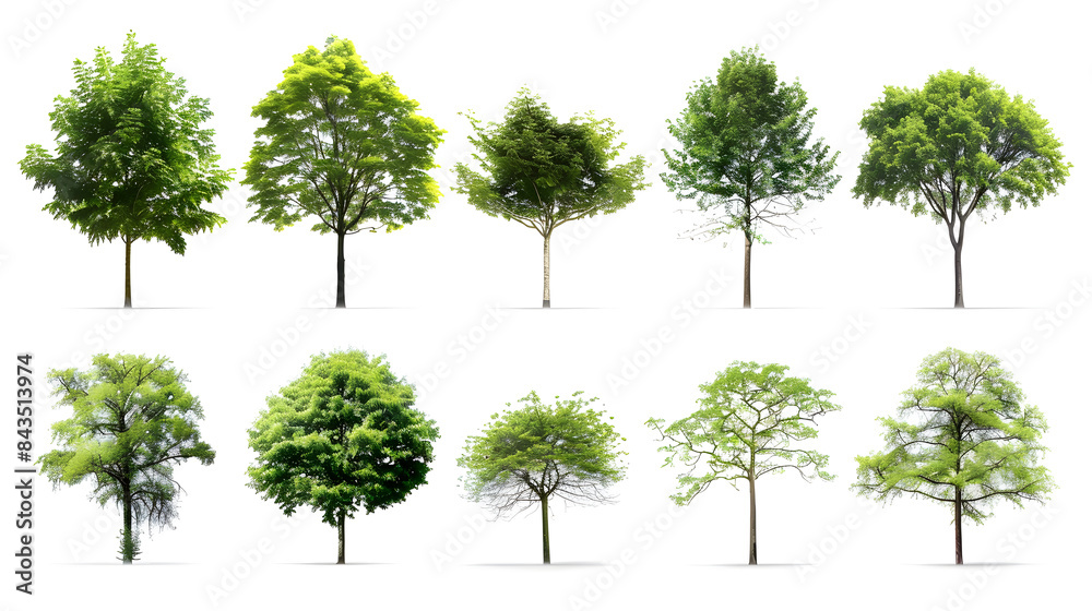 Collection of Trees isolated on a white background Collection of Trees isolated on a white background