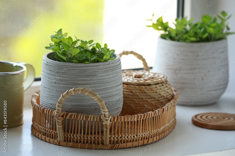 Aromatic potted oregano and stylish watering can on window sill indoors Aromatic potted oregano and stylish watering can on window sill indoors