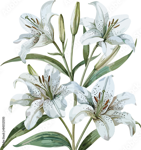 Old watercolor vector of lily flowers isolated on white  vintage floral illustration  botanical artwork  nature painting  retro design.