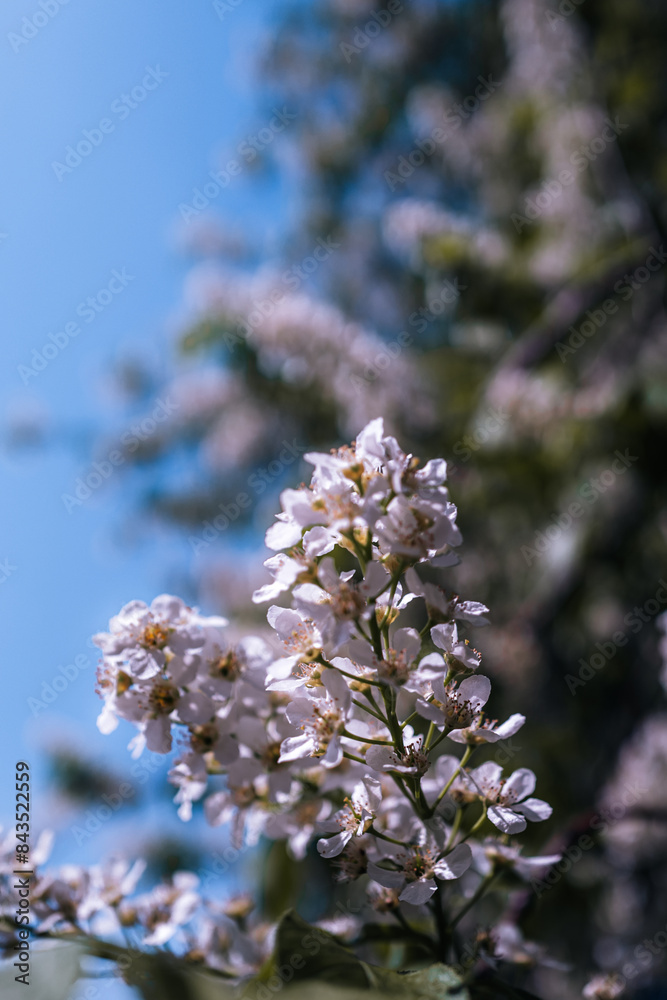 Close up white flowers on a blooming tree. Nature birth concept. Blue sky background. Spring bloom Close up white flowers on a blooming tree. Nature birth concept. Blue sky background. Spring bloom