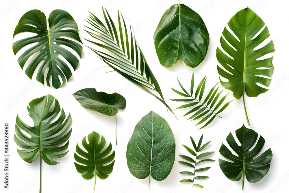  Set of Tropical leaves isolated on white background
