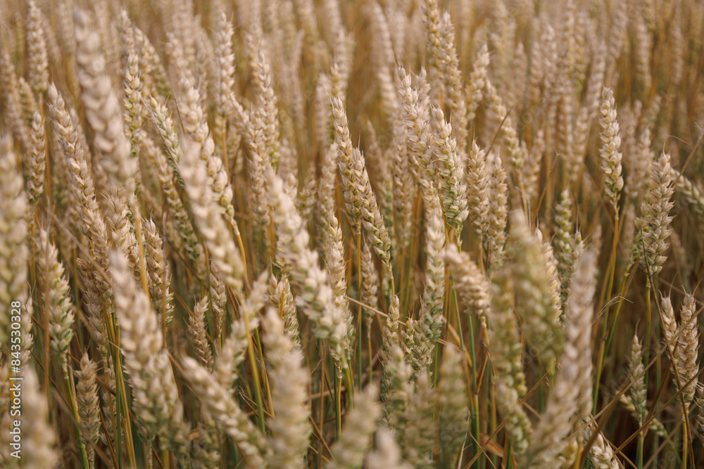 Yellow and green common wheat growing in the cultivated field. Agriculture scene. Triticum aestivum. Head full grains close up. Concept of the rich harvest. Spikelets of wheat. Soft focus. Yellow and green common wheat growing in the cultivated field. Agriculture scene. Triticum aestivum. Head full grains close up. Concept of the rich harvest. Spikelets of wheat. Soft focus.