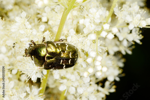 Goldglänzende Rosenkäfer, Cetonia aurata photo