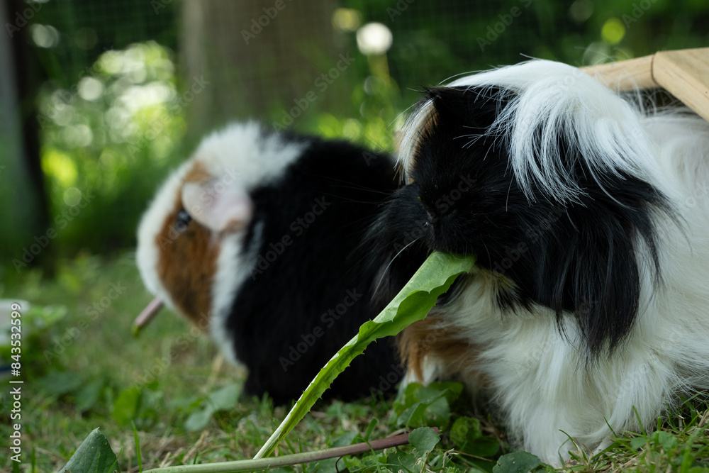 Meerschweinchen tier natur